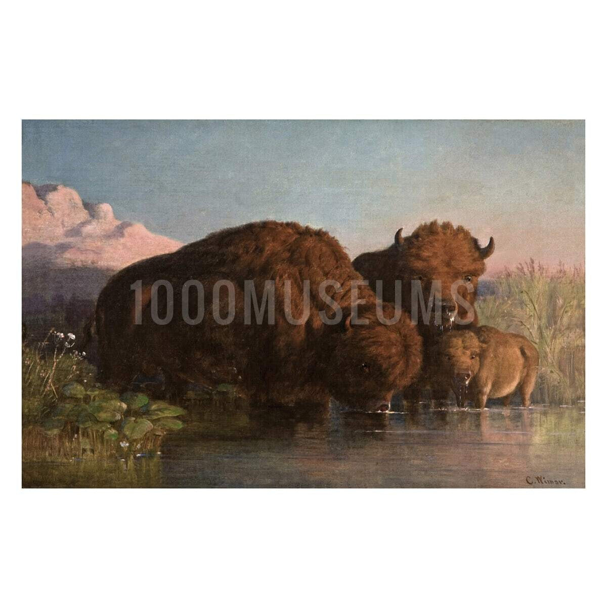 Carte postale Wimar Drinking Buffalos 4X6